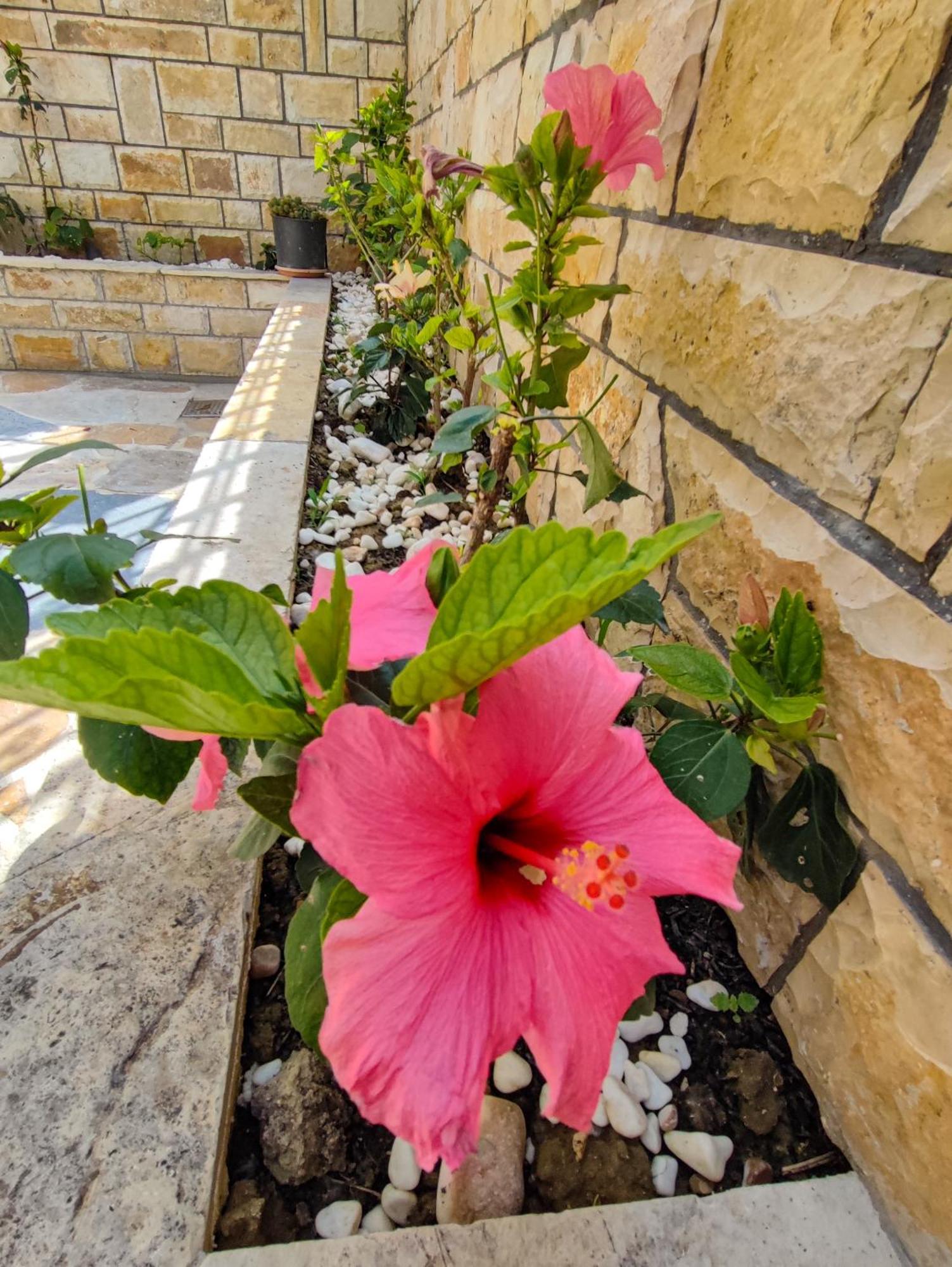 Comfort Villa Avlonya Dış mekan fotoğraf